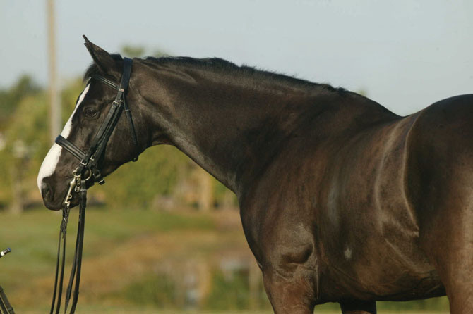 Major - offered for sale