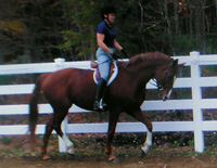 Chestnut mare
