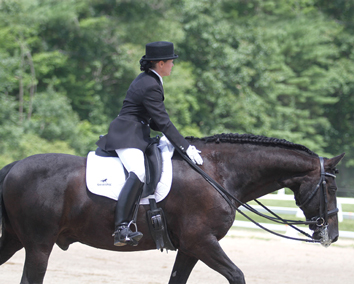 Wiebren - Fresian Gelding for sale
